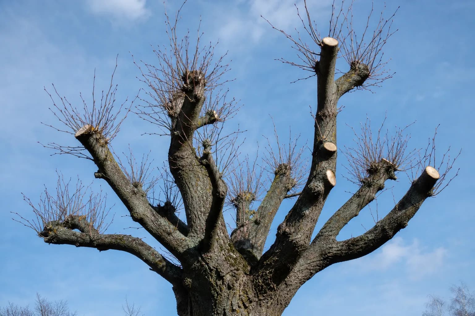 A pollarded deciduous tree showing clean pruning cuts and structural branches against a bright sky