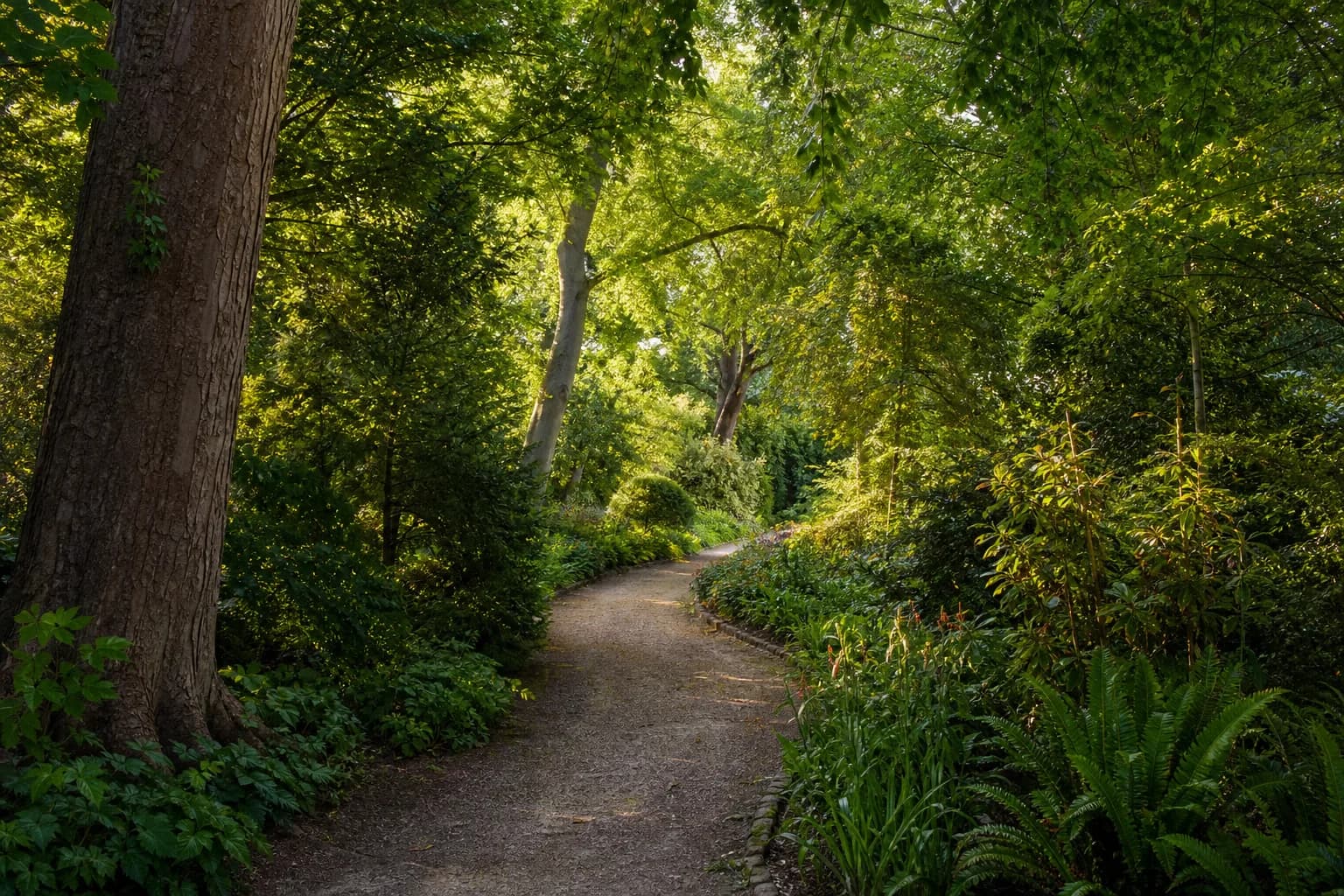 Peaceful established woodland garden in Surrey with a winding path and dappled sunlight