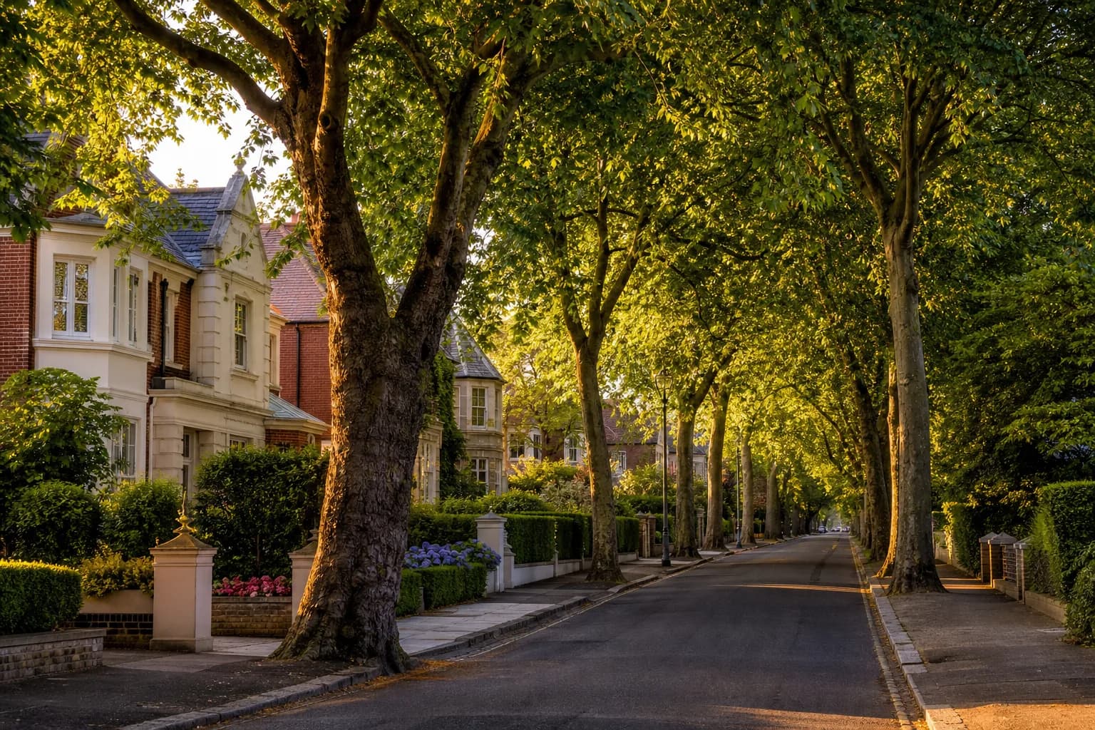 A row of tall leafy trees along a quiet English residential street in golden afternoon light